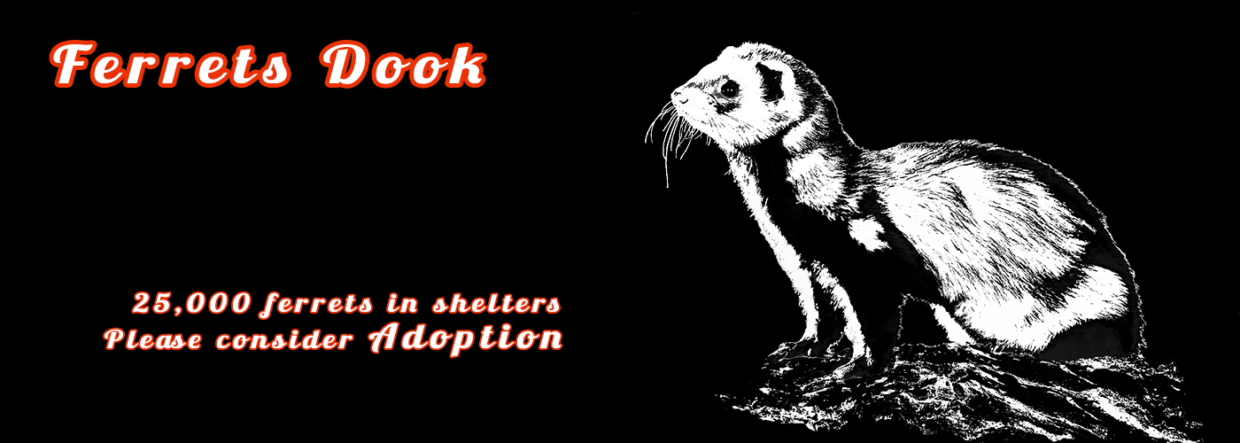 Ferrets Dook!